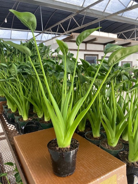 2" Baby Plant/4"/6" Alocasia Tiny Dancer